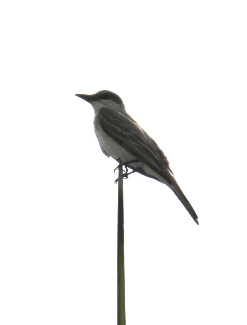 Gray Kingbird - ML620824561