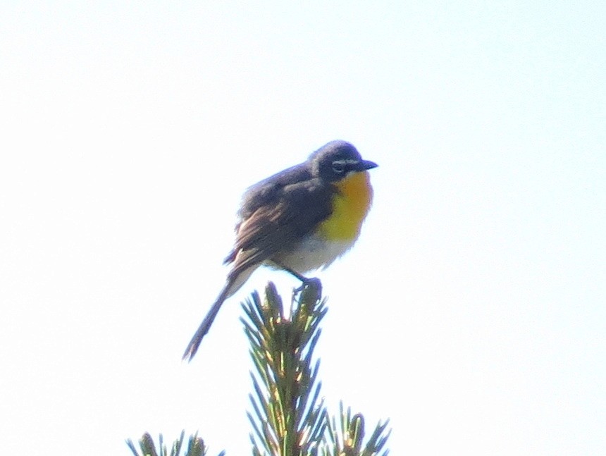 Yellow-breasted Chat - ML620824566