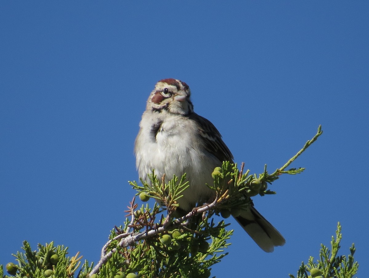 Lark Sparrow - Tom Rohrer