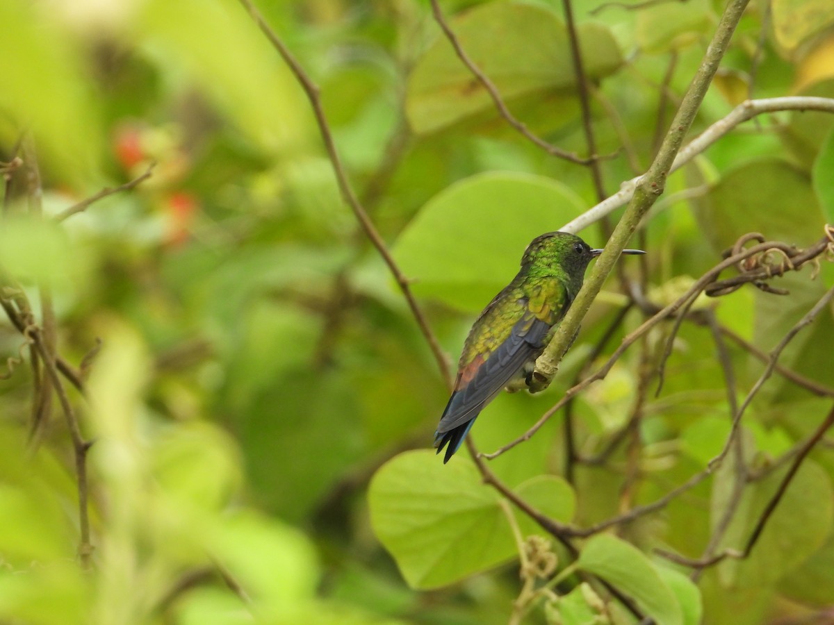 Copper-rumped Hummingbird - ML620824568