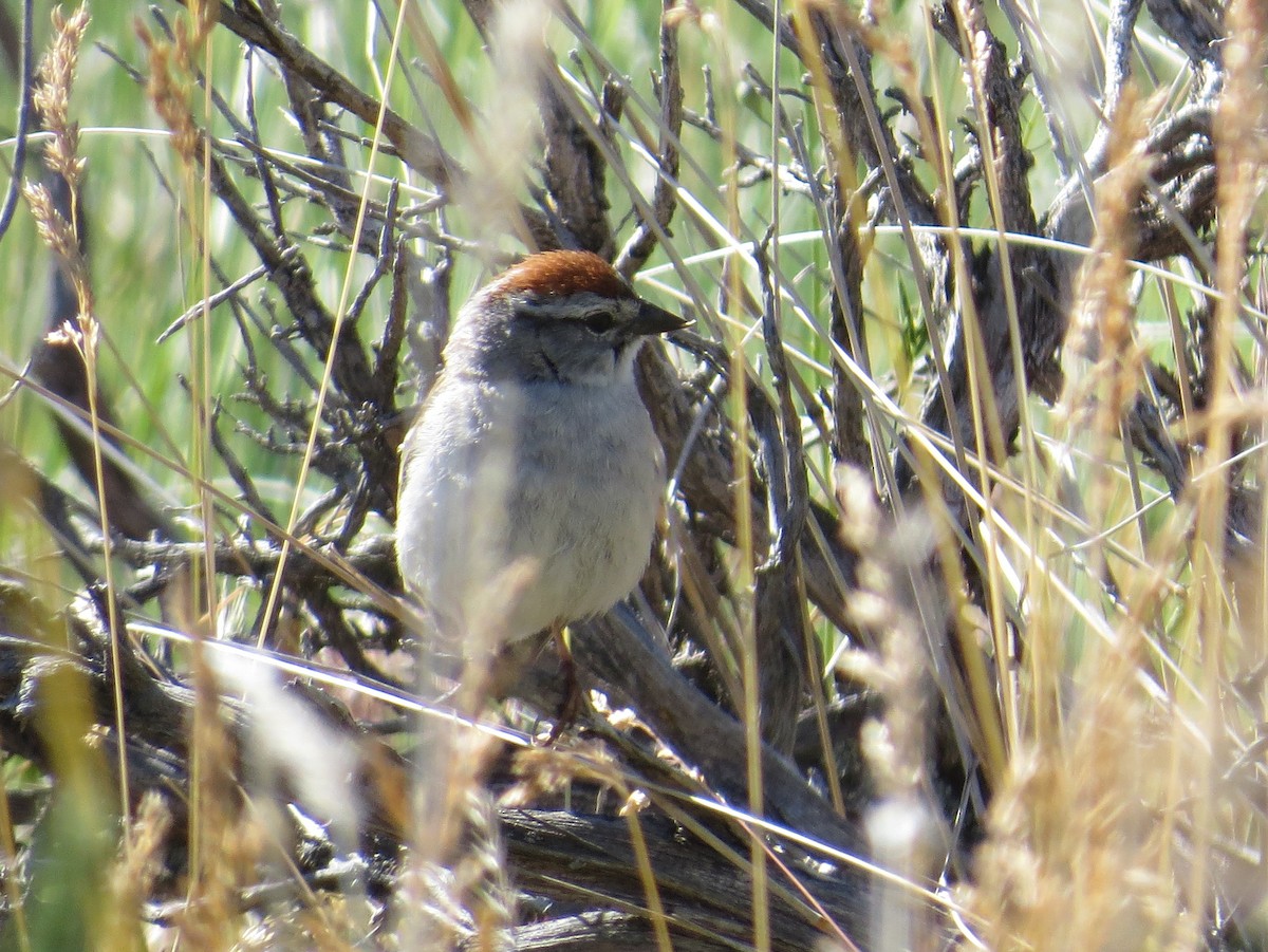 Chipping Sparrow - Tom Rohrer