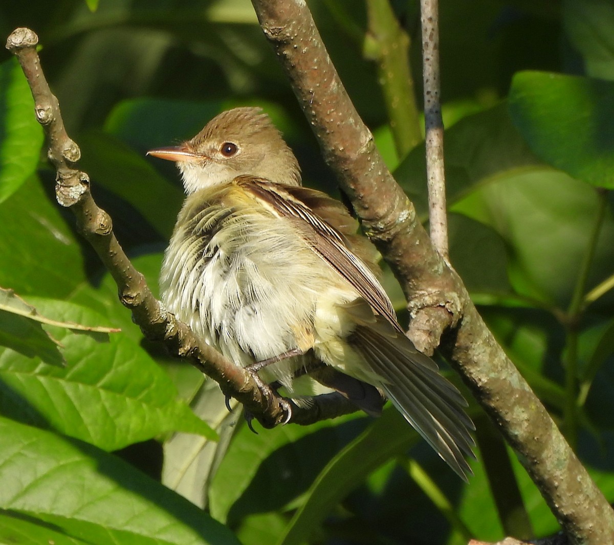 Willow Flycatcher - ML620824570