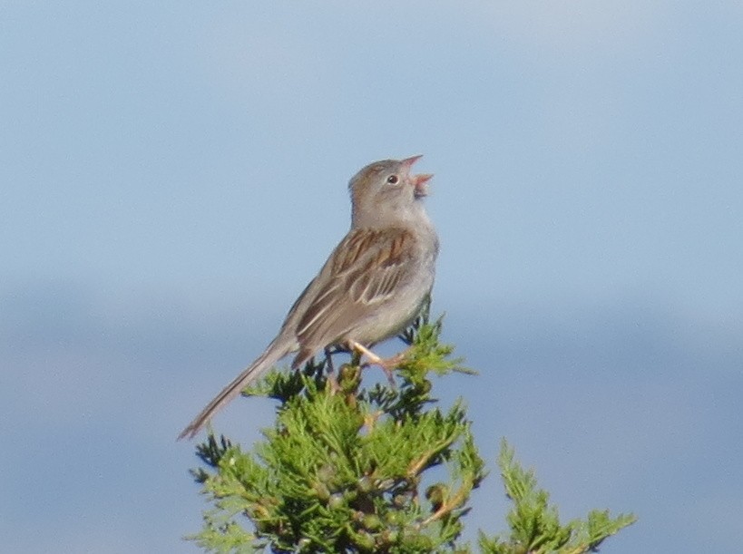 Field Sparrow - ML620824574