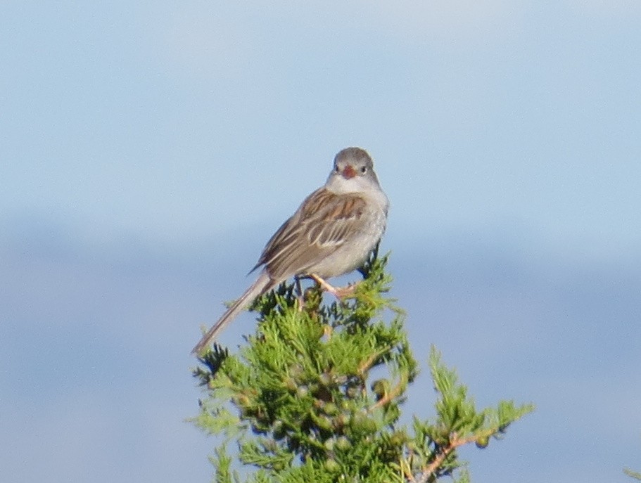 Field Sparrow - ML620824575