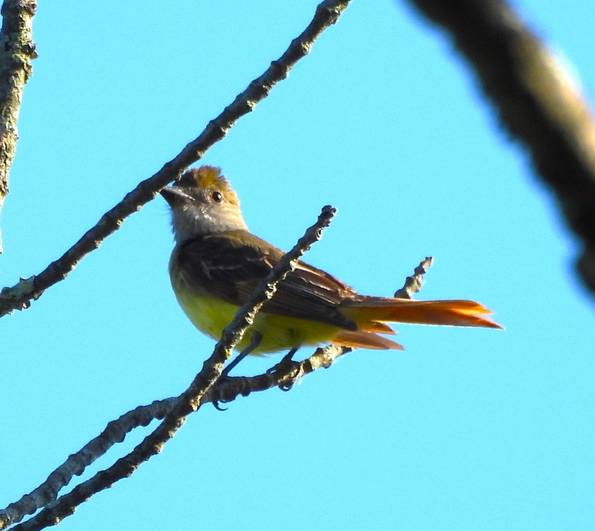 Great Crested Flycatcher - ML620824580