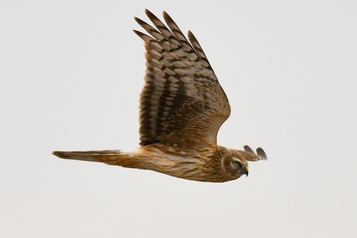 Hen Harrier - ML620824587