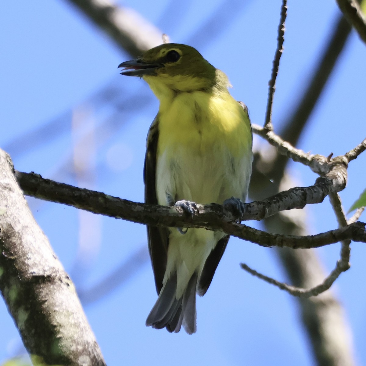 Yellow-throated Vireo - ML620824588