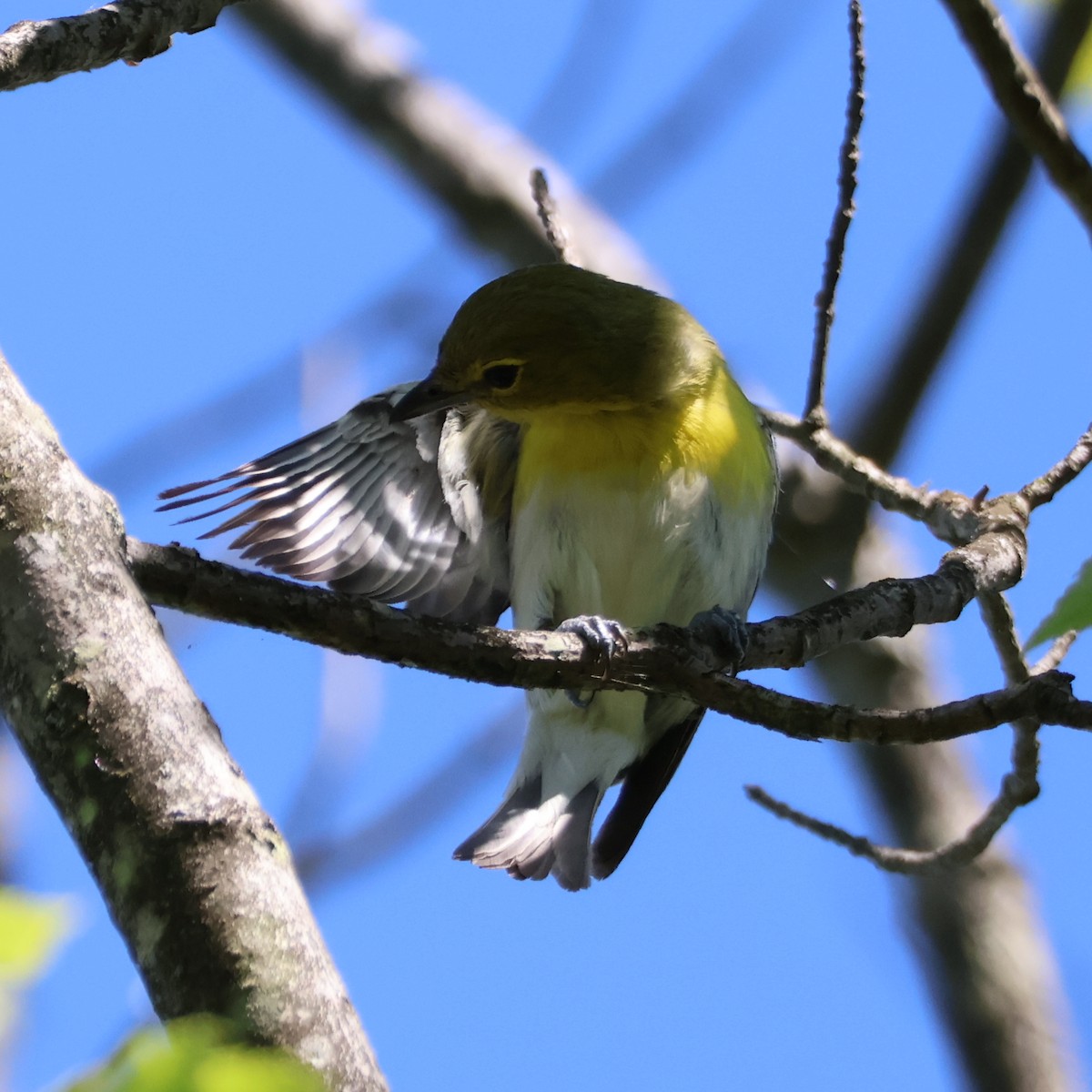 Yellow-throated Vireo - ML620824591