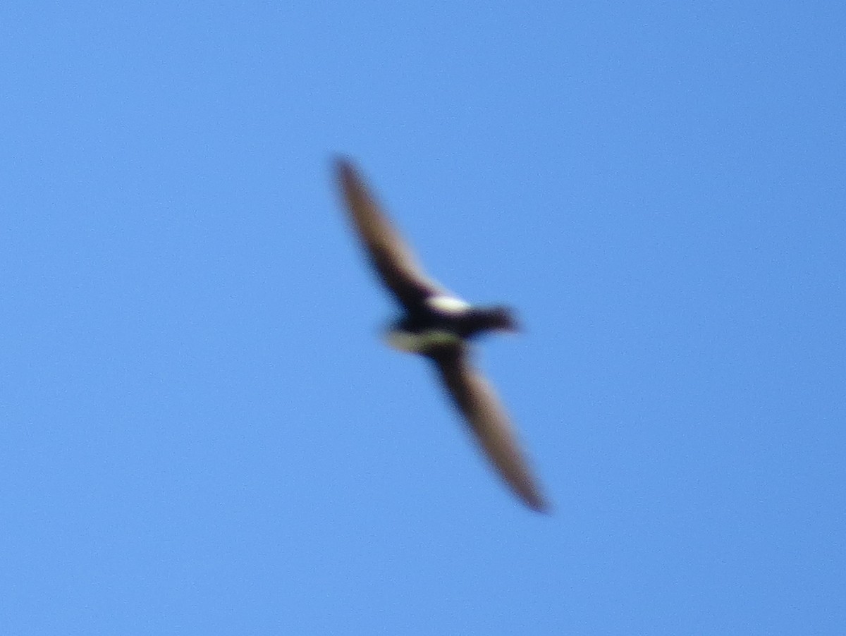 White-throated Swift - ML620824592