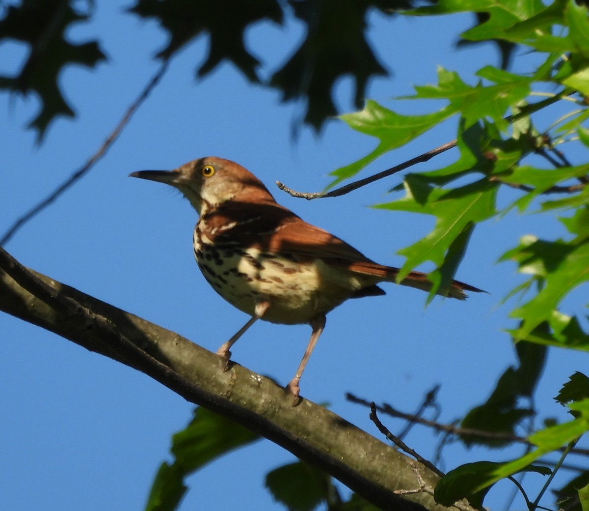 Brown Thrasher - ML620824593