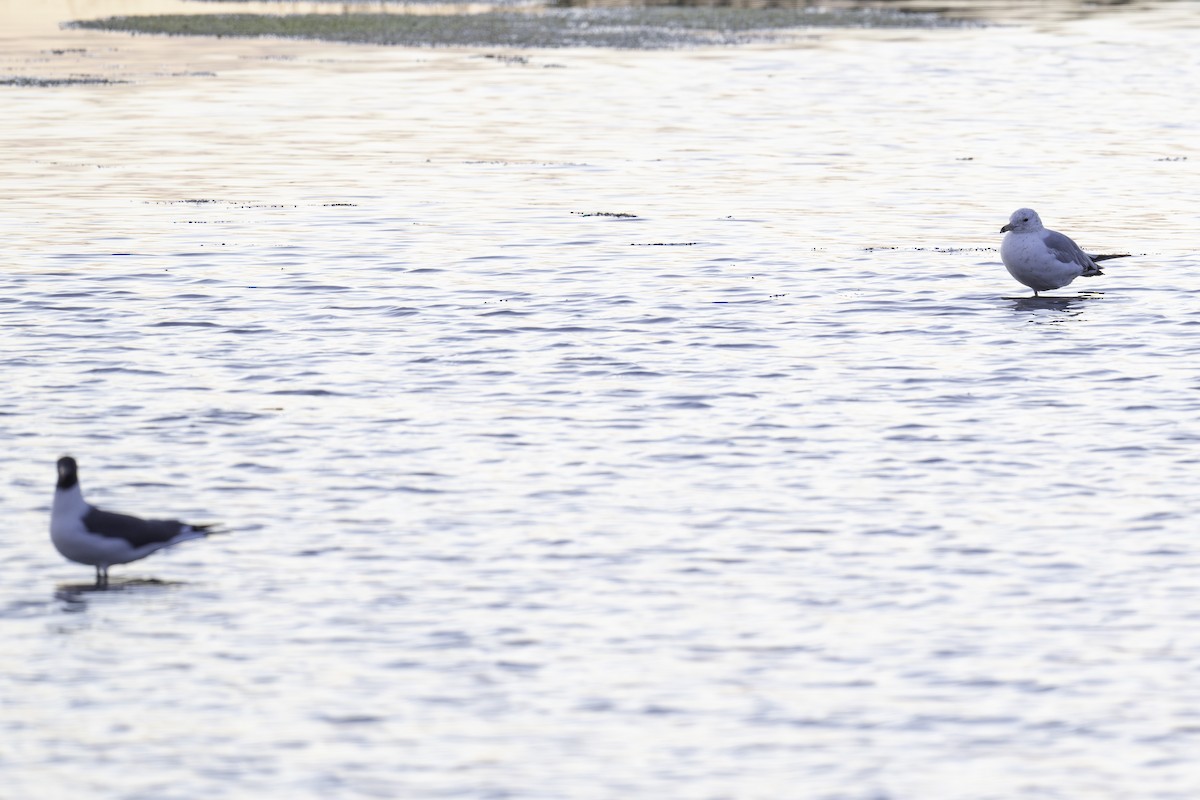 Ring-billed Gull - ML620824594