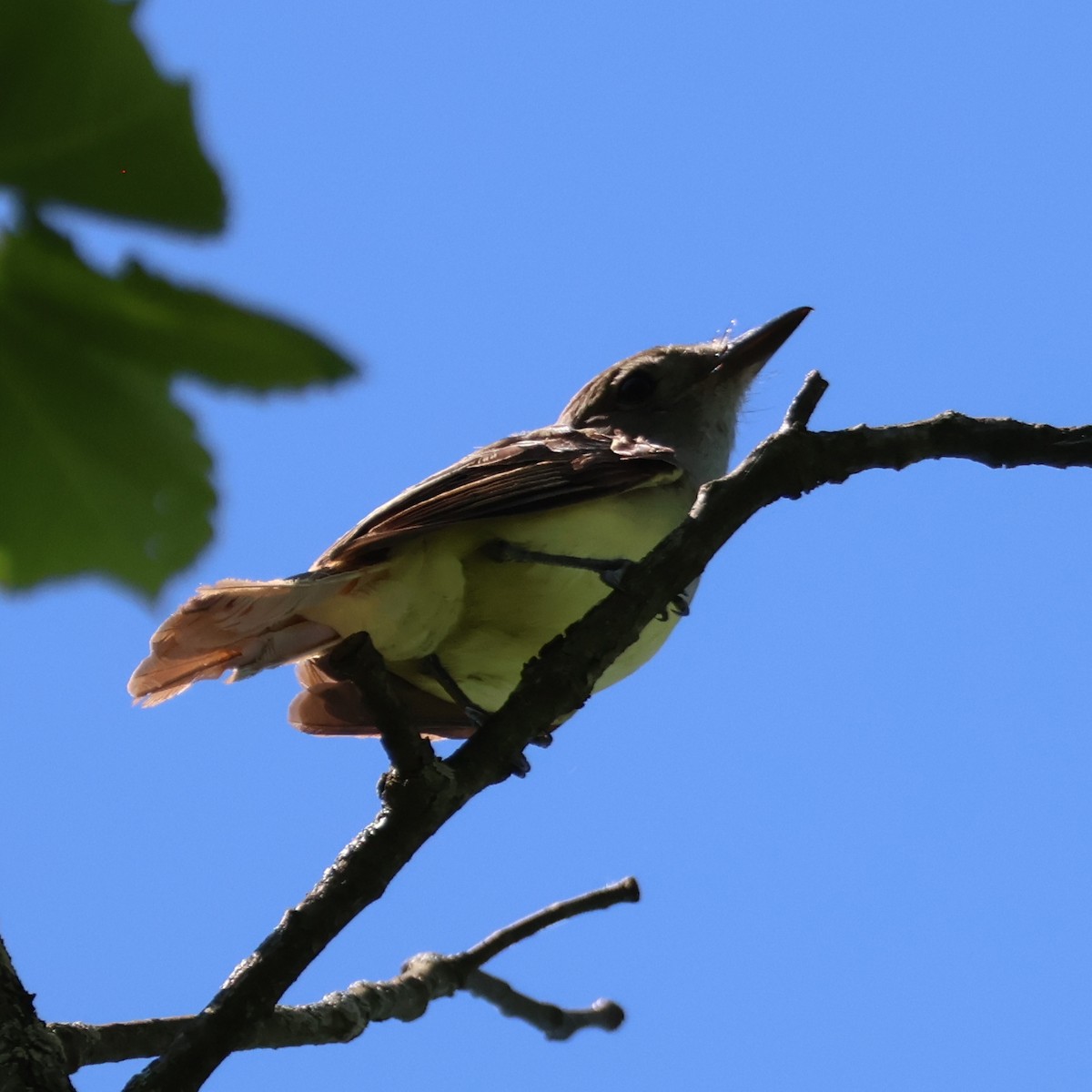 Great Crested Flycatcher - ML620824596