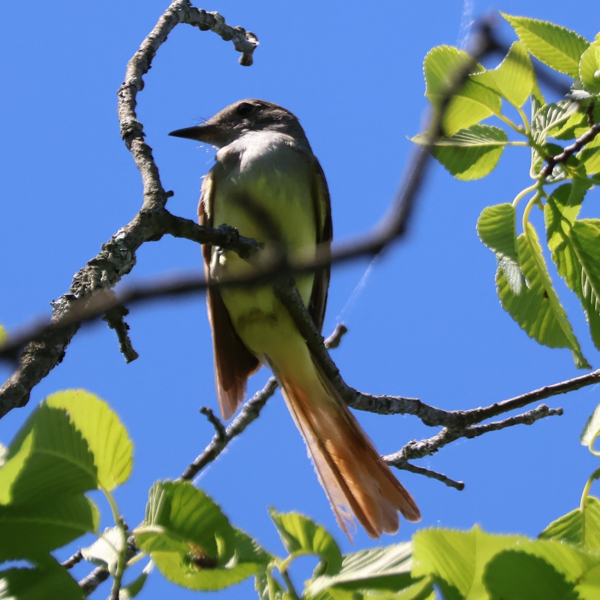 Great Crested Flycatcher - ML620824597