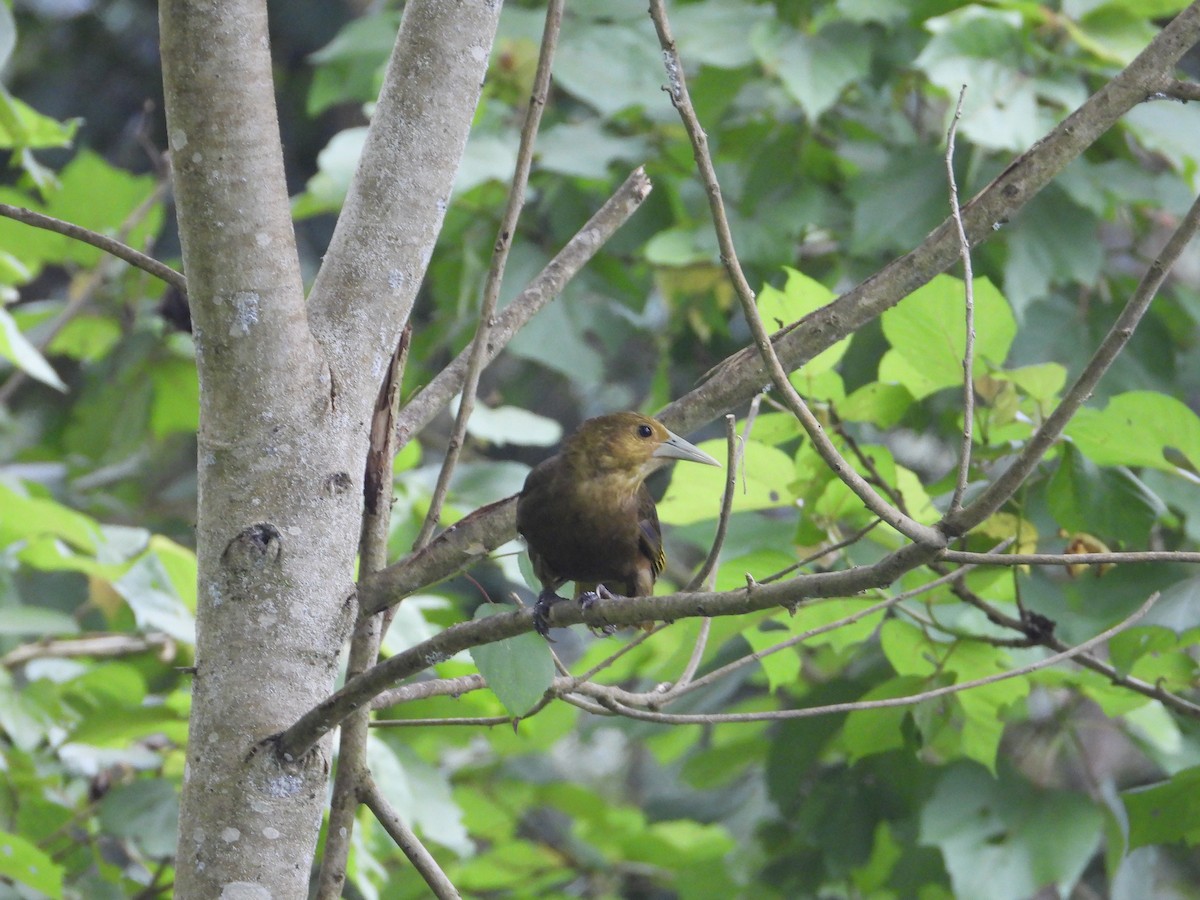 Russet-backed Oropendola - ML620824599