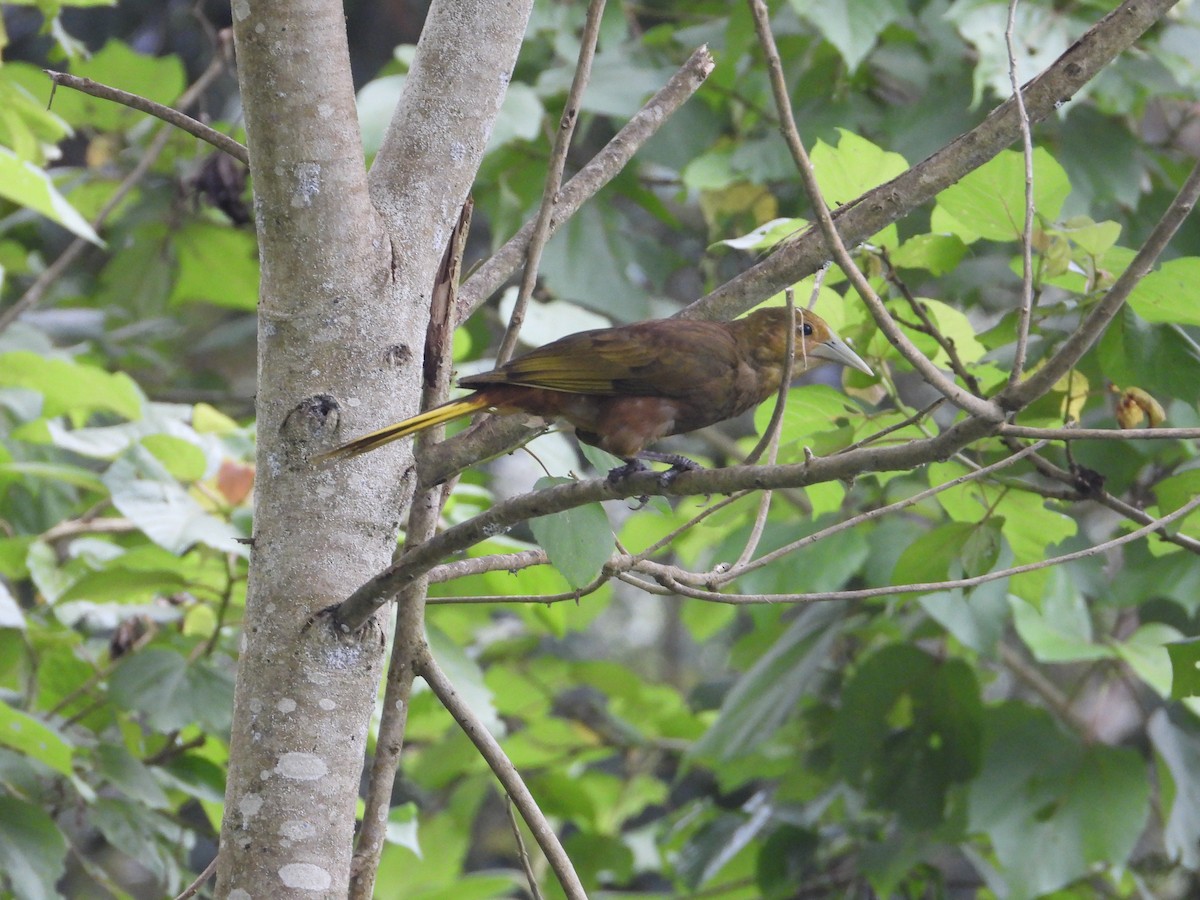 Russet-backed Oropendola - ML620824600