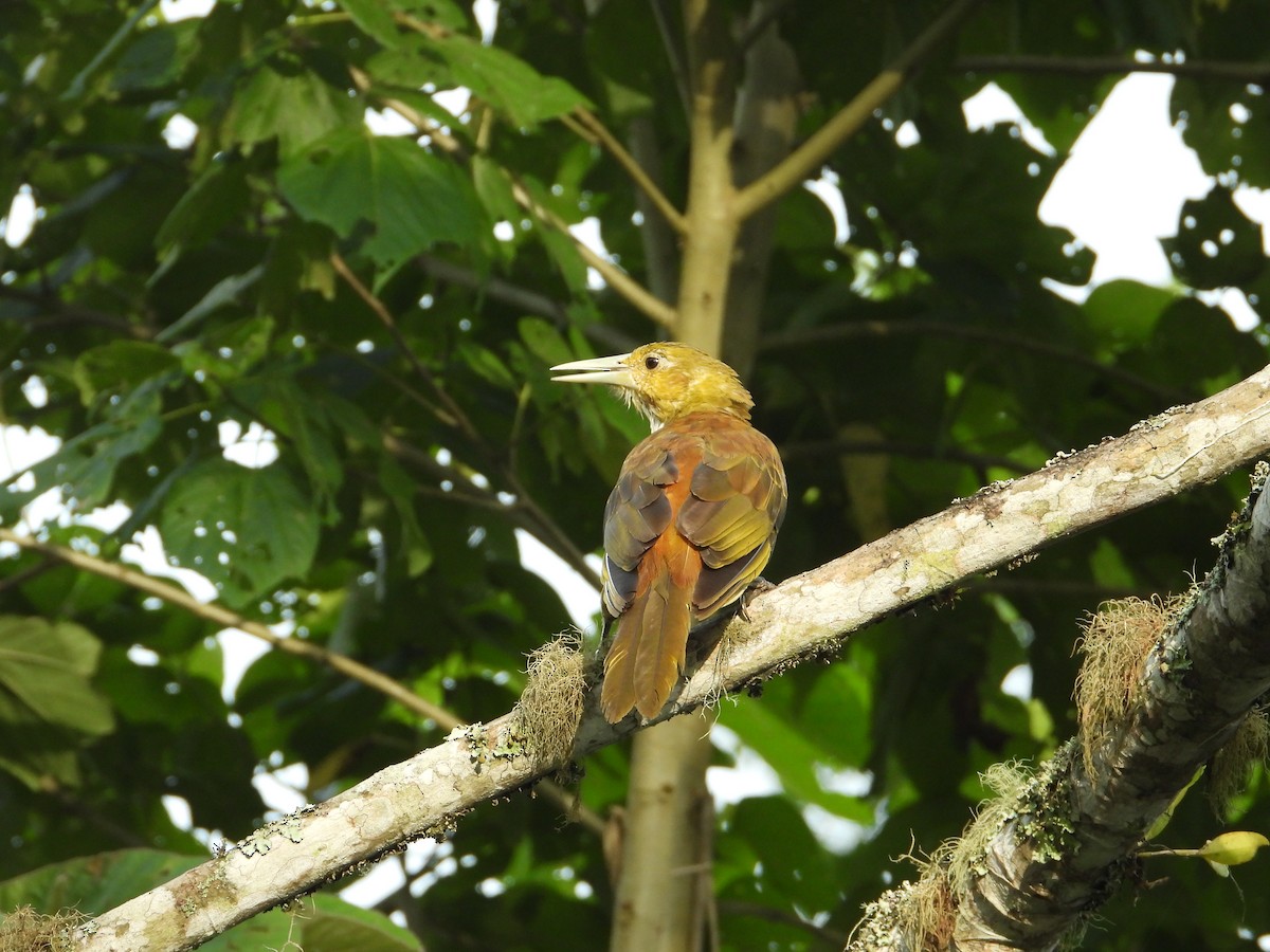 Russet-backed Oropendola - ML620824601