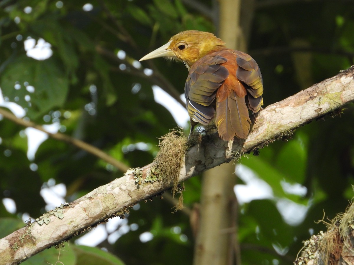 Russet-backed Oropendola - ML620824602