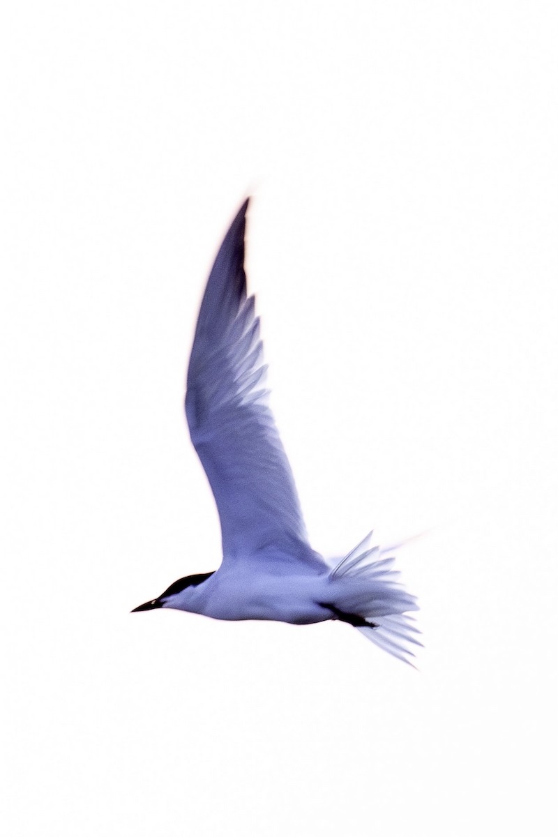 Gull-billed Tern - ML620824603