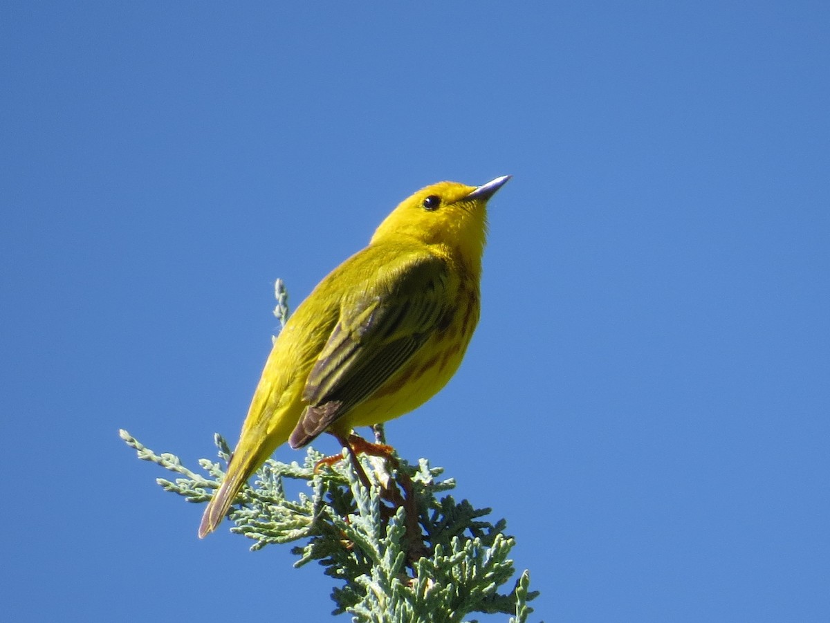 Yellow Warbler - ML620824605