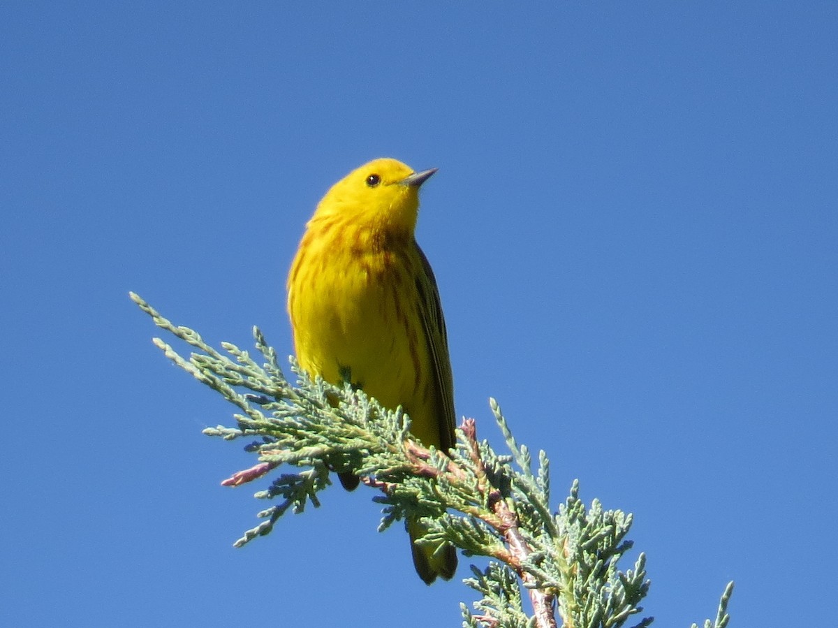 Yellow Warbler - ML620824606