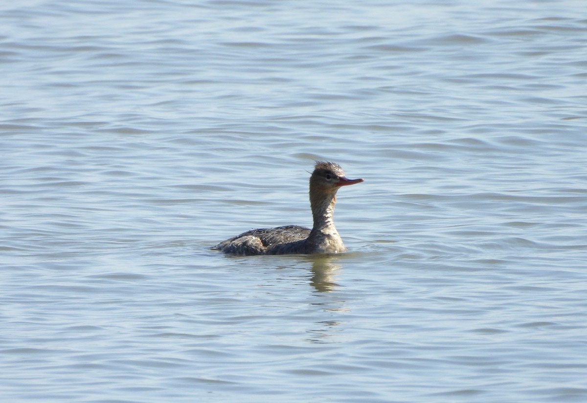 Red-breasted Merganser - ML620824607