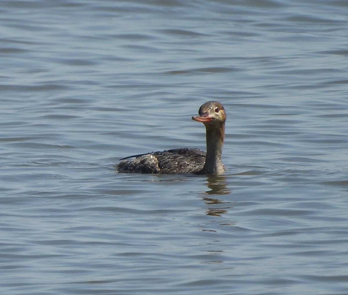 Red-breasted Merganser - ML620824608