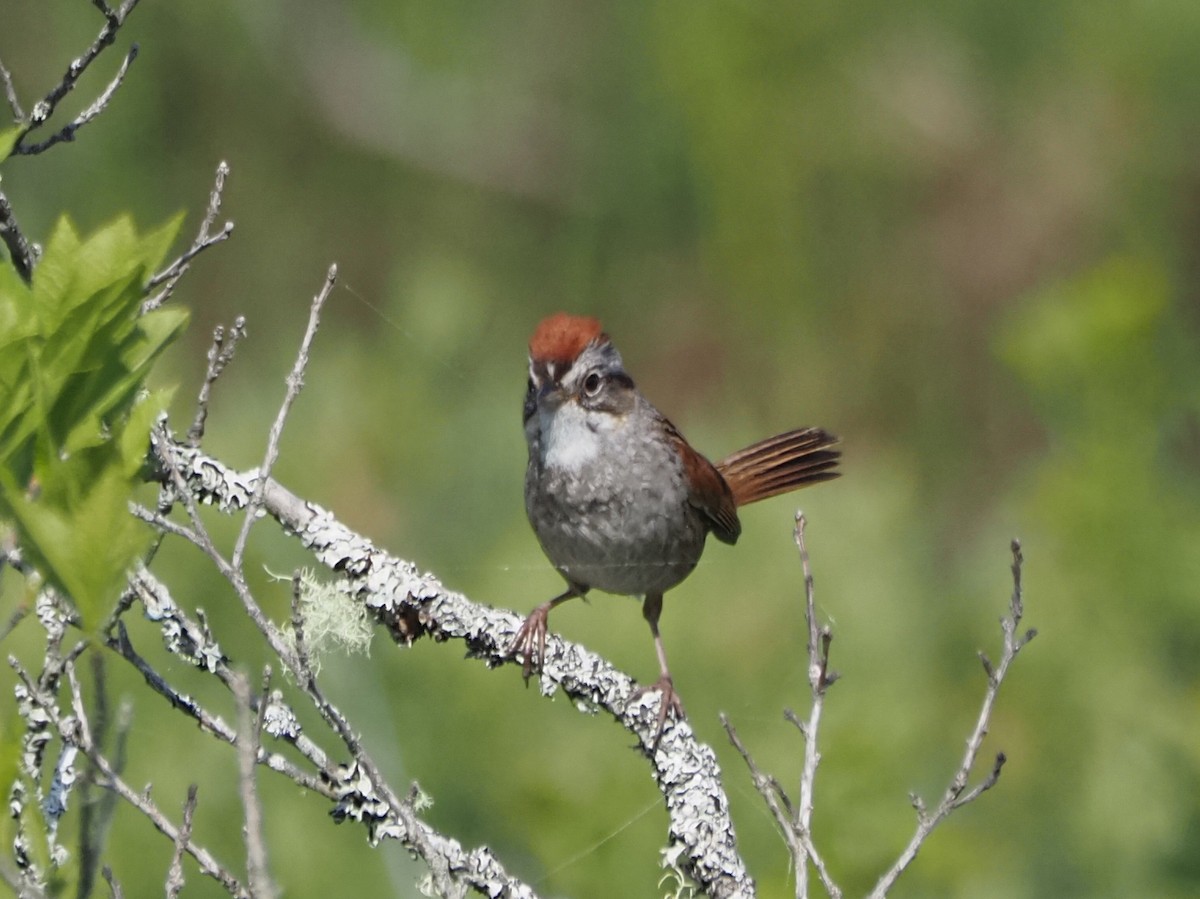 Swamp Sparrow - ML620824615