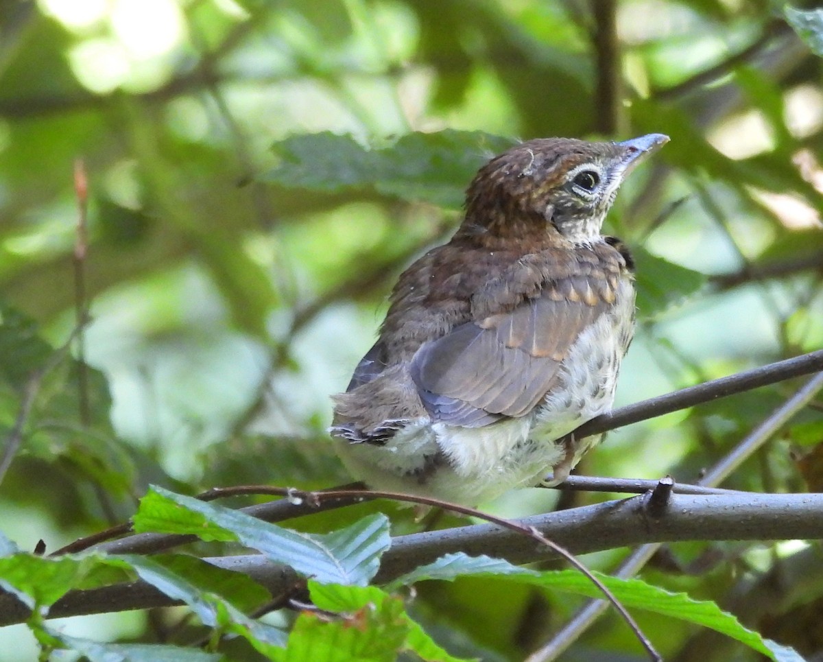 Wood Thrush - ML620824616