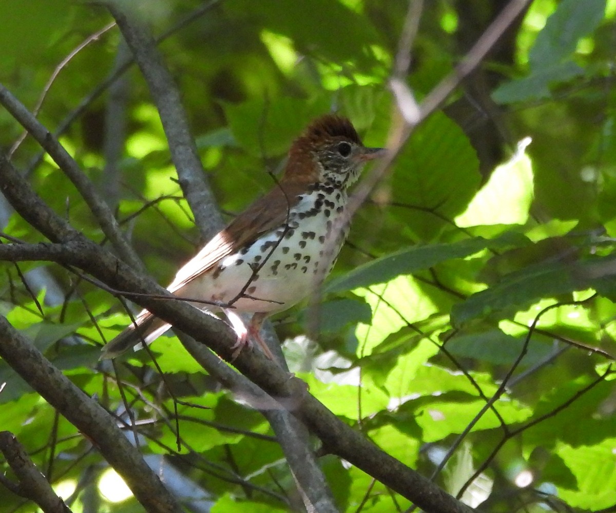 Wood Thrush - ML620824617