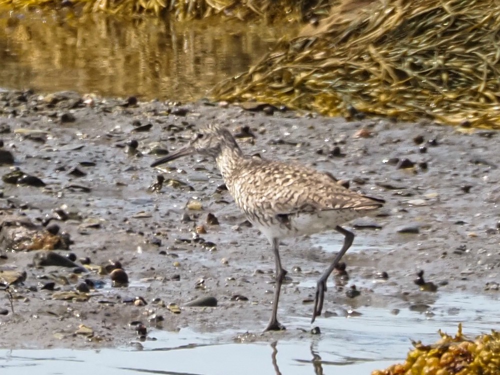 Willet - Angela MacDonald