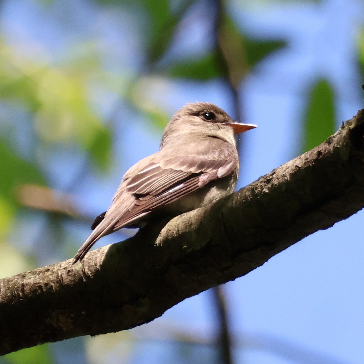 Eastern Wood-Pewee - ML620824619