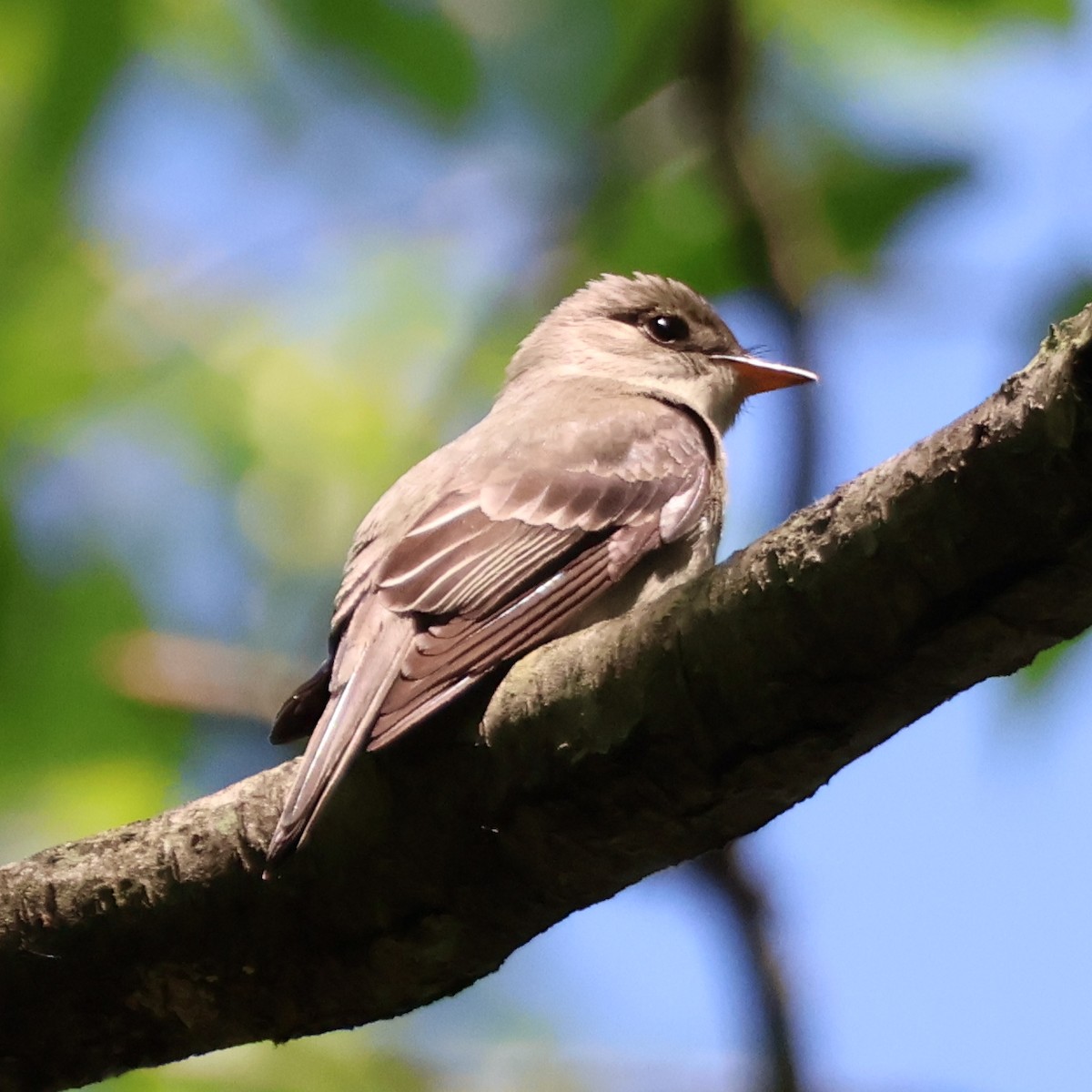 Eastern Wood-Pewee - ML620824620