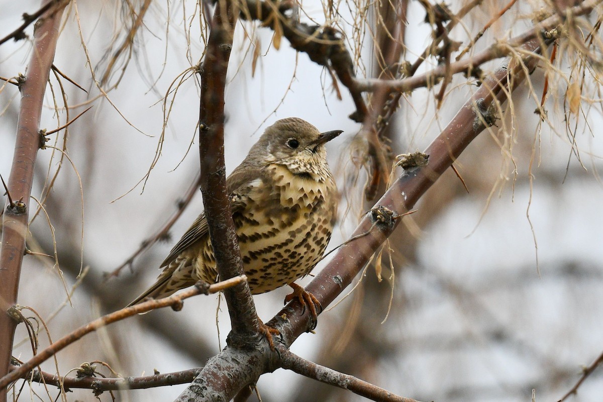 Mistle Thrush - ML620824621