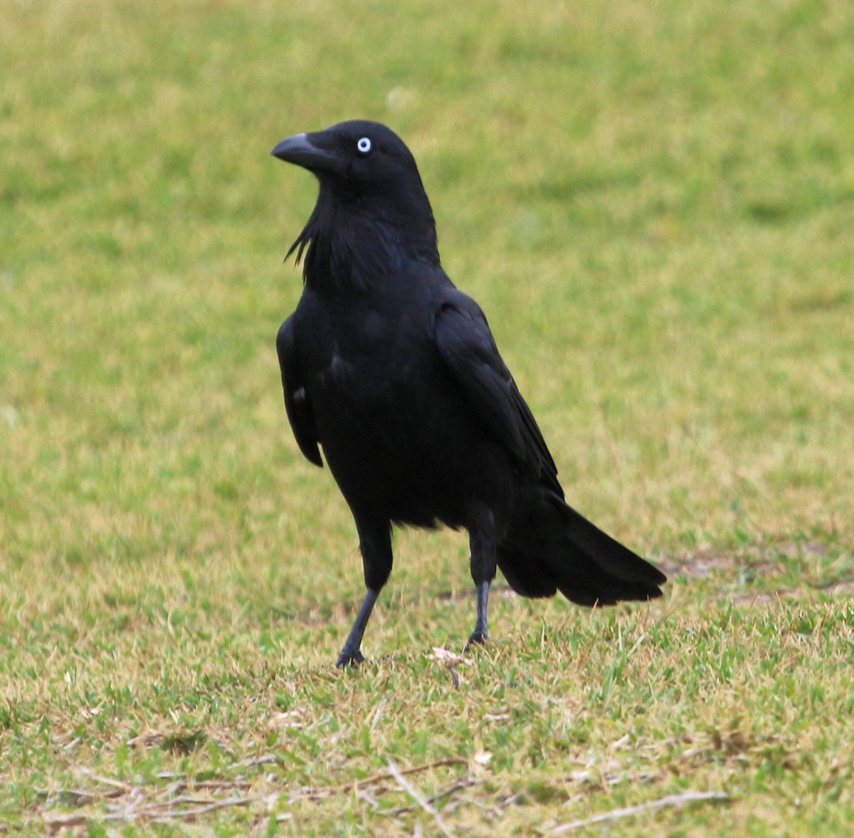 Australian Raven - ML620824625