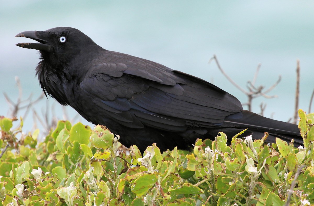 Australian Raven - ML620824626