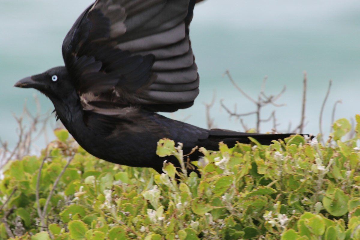 Australian Raven - ML620824627