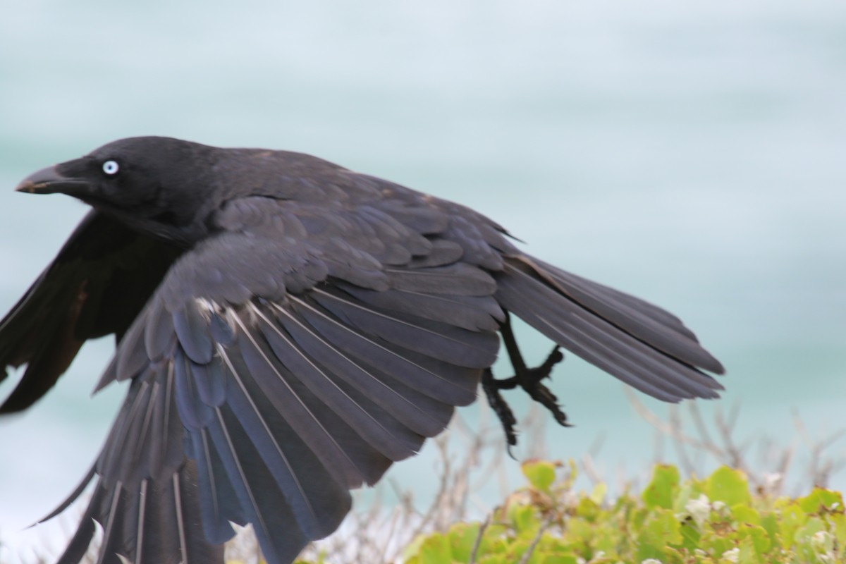 Australian Raven - ML620824628