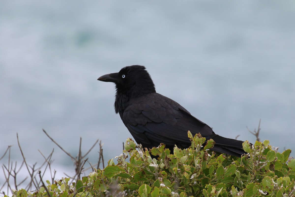 Australian Raven - ML620824629