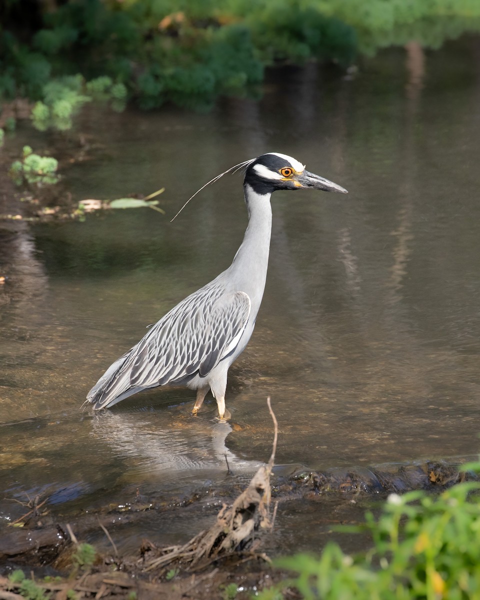 Yellow-crowned Night Heron - ML620824632