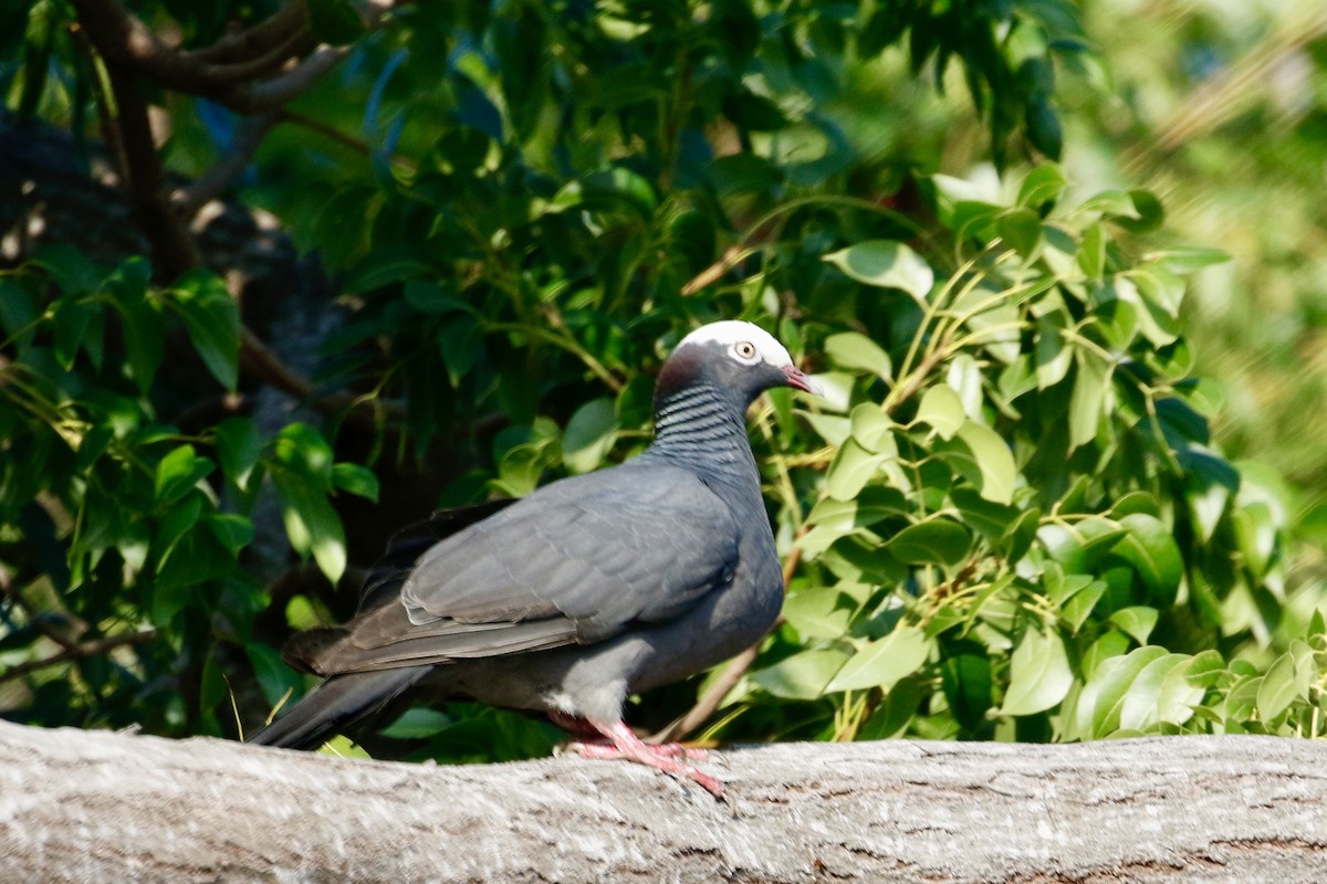 White-crowned Pigeon - ML620824633