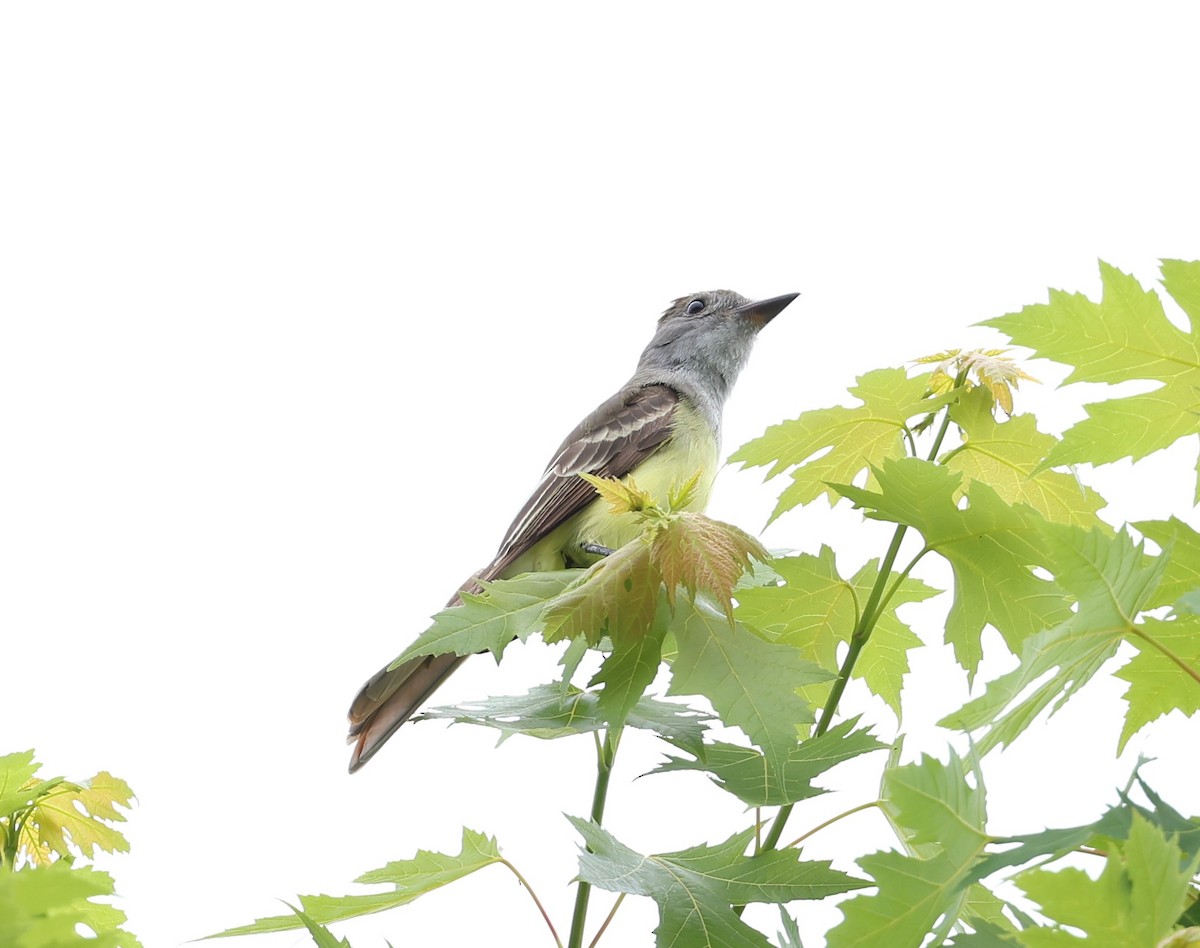 Great Crested Flycatcher - ML620824635