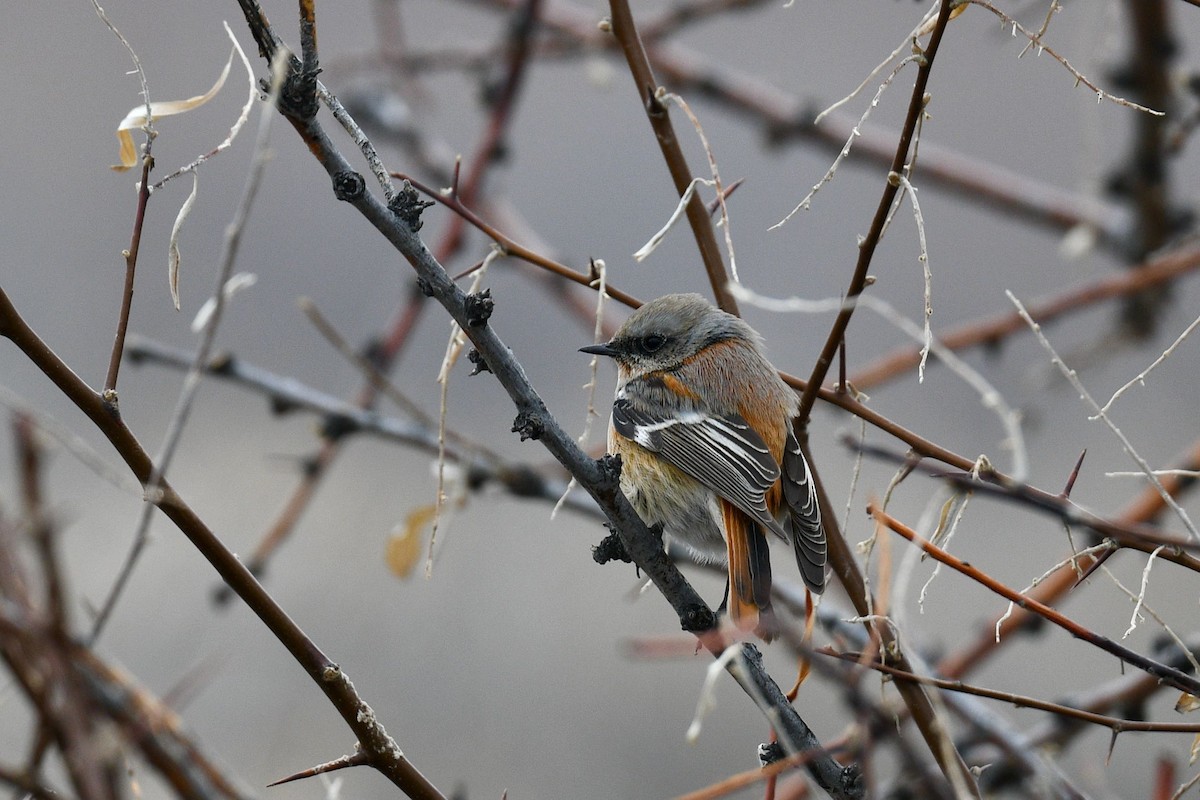 セアカジョウビタキ - ML620824637