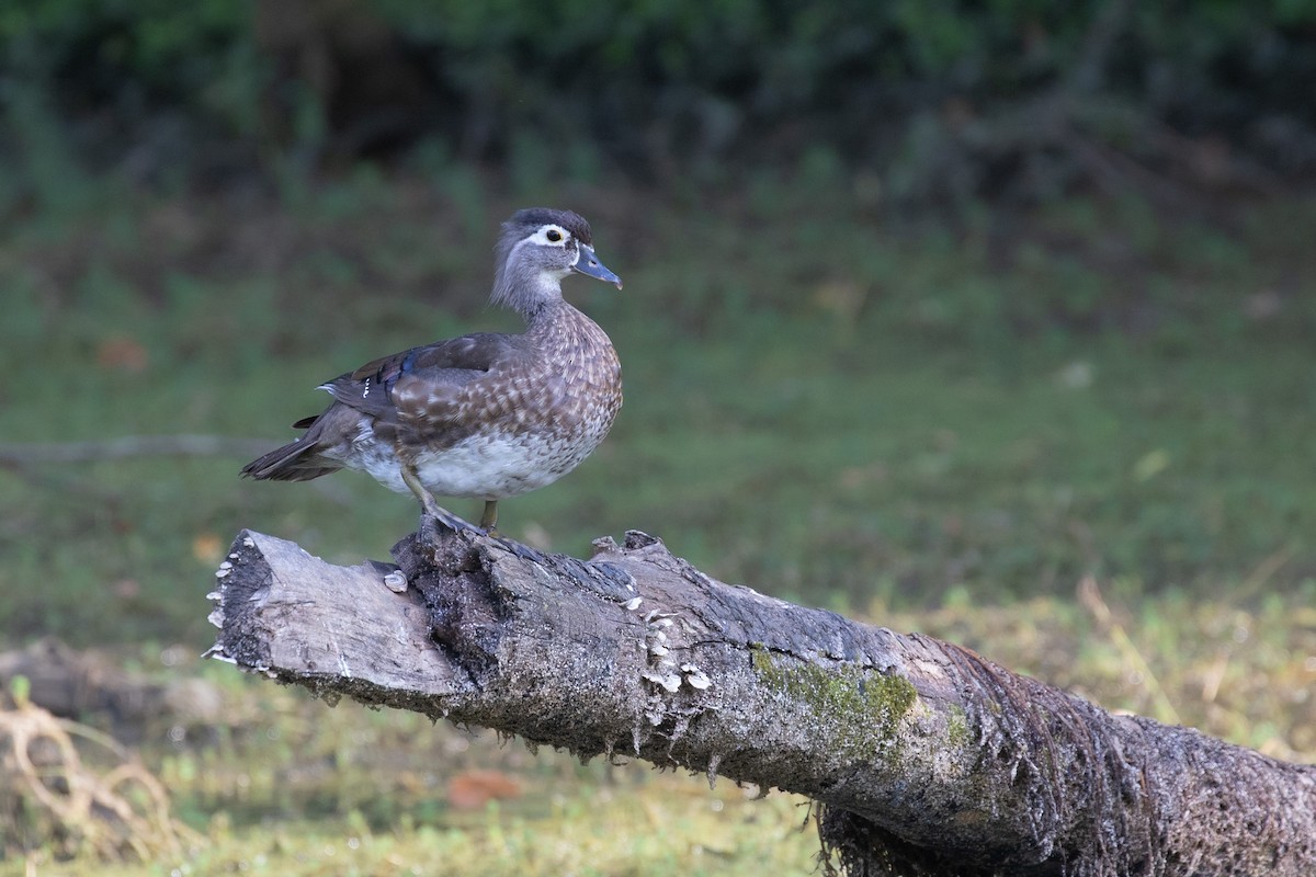 Wood Duck - ML620824638