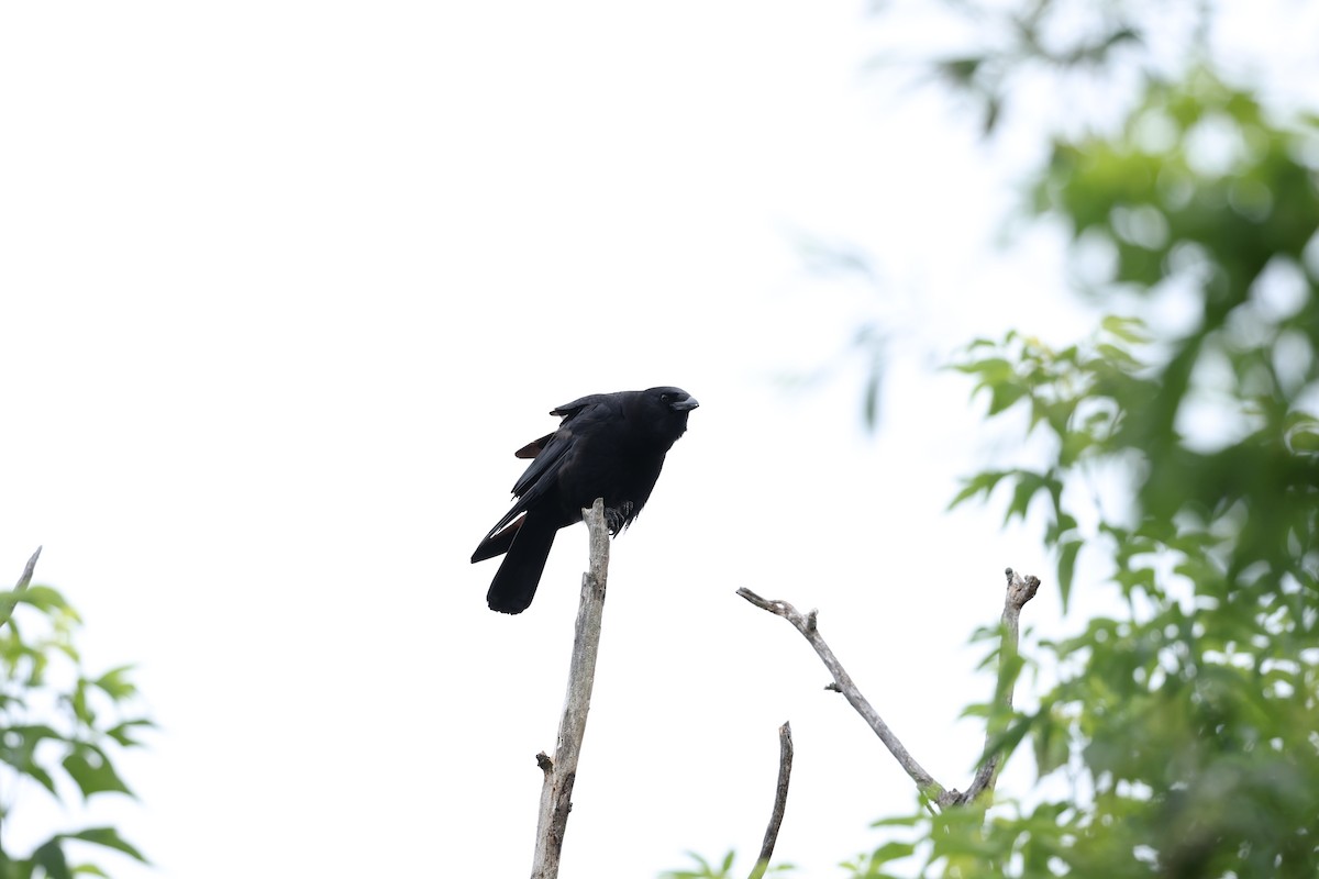 American Crow - ML620824640