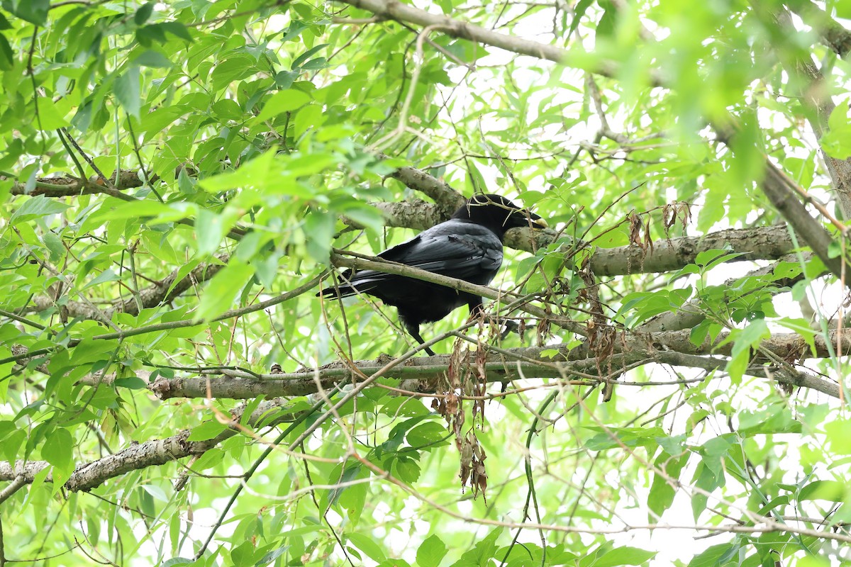 American Crow - ML620824642