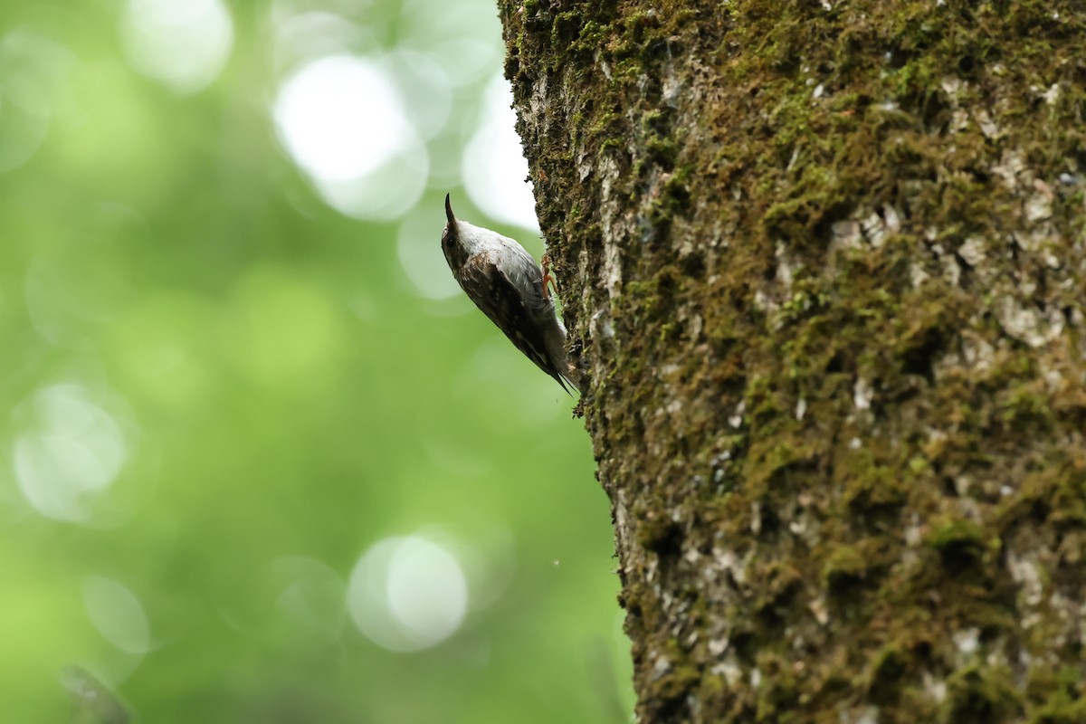 Brown Creeper - ML620824655