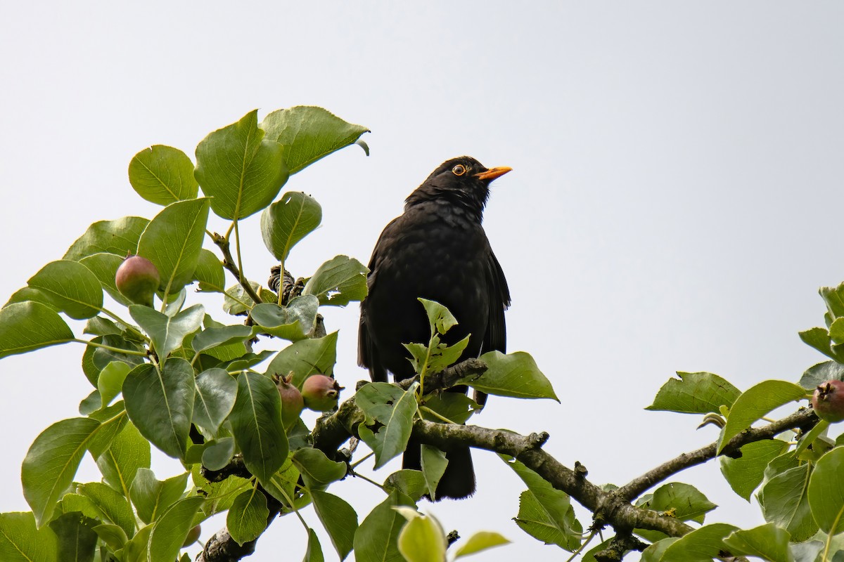 Eurasian Blackbird - ML620824657