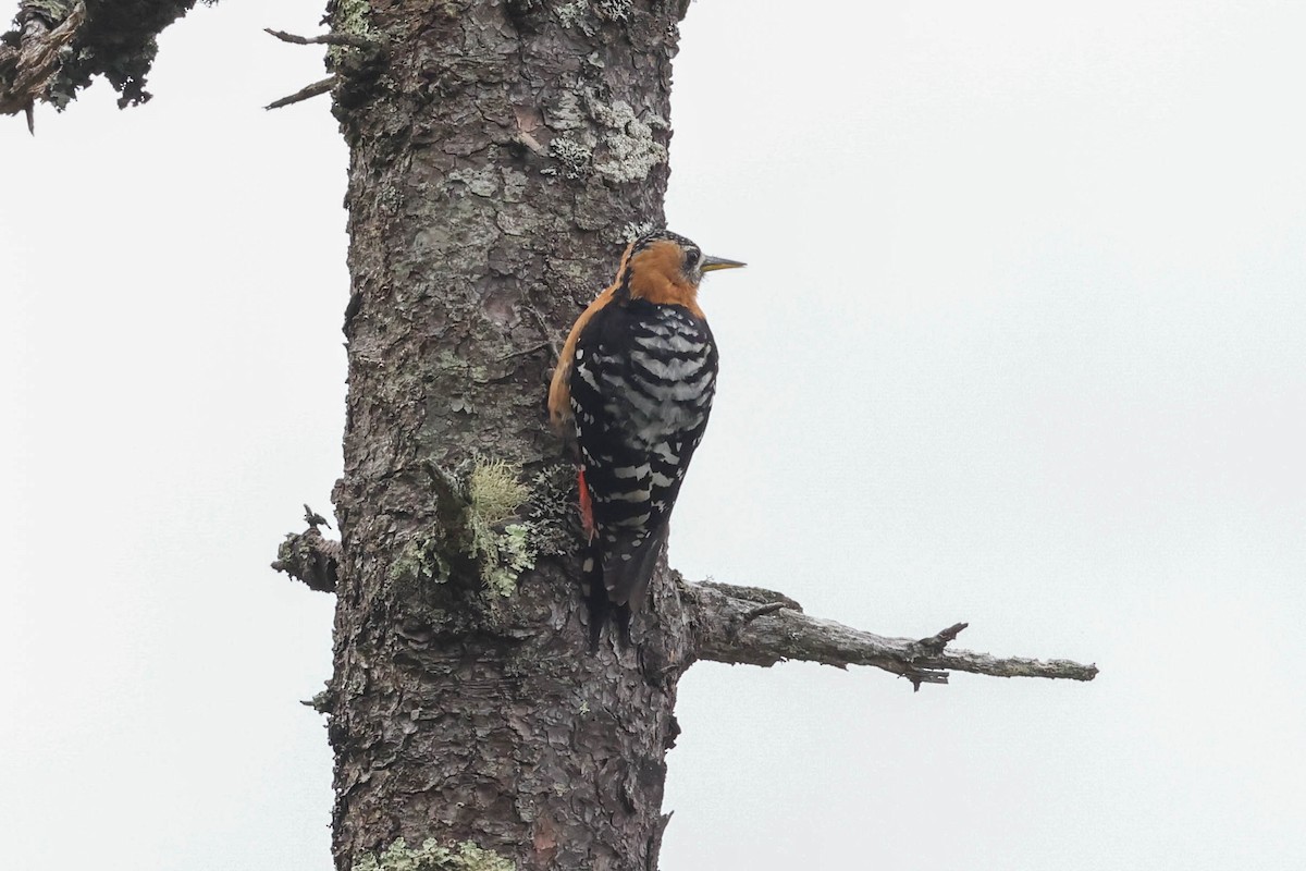 Rufous-bellied Woodpecker - ML620824660