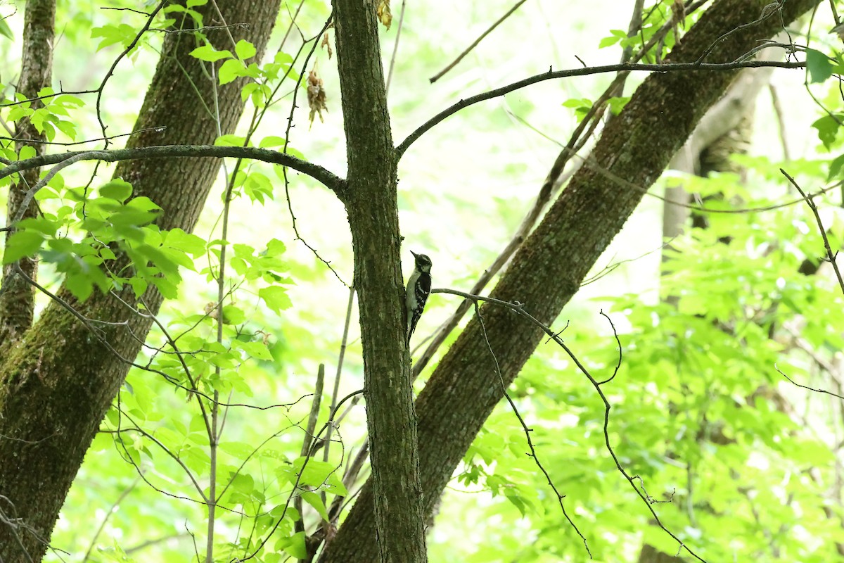 Downy Woodpecker - Marie Provost