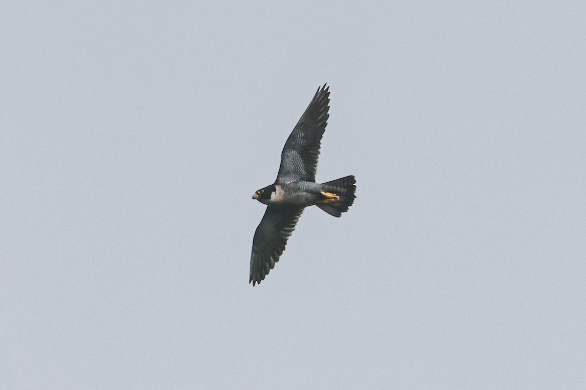 Peregrine Falcon - ML620824662